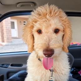 Latte - Cream male Labradoodle puppy in Churchill County Fallon, Nevada from Card Family Ranch