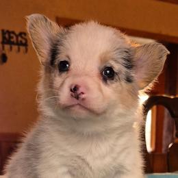 Miss Willow - Blue merle and white female American Corgi puppy in Checotah, Oklahoma from Skoal Creek Corgi's