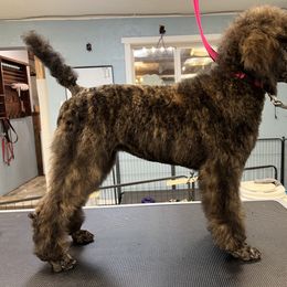 Poodle Puppies from Mount Mazama Kennels
