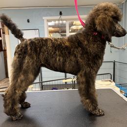Poodle Puppies from Mount Mazama Kennels