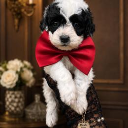 Dex - Black and white male Cockapoo puppy in Griffin, Georgia from Rawls Lovely Little Tots