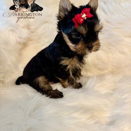 Ruby - Blue and gold female Yorkshire Terrier puppy in Bloomingdale, Georgia from Harrington Yorkies