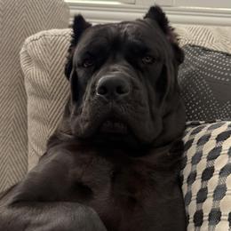 Kona - Cane Corso