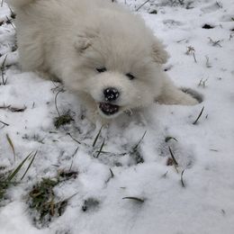 "Love the snow" Samoyed Puppies from Bluegrass Samoyeds
