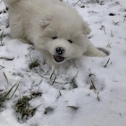 "Love the snow" Samoyed Puppies from Bluegrass Samoyeds