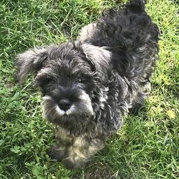 Miniature Schnauzer Puppies from Divine Miniature Schnauzers