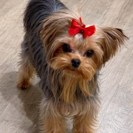 Mackenzie - Black and gold female Yorkshire Terrier puppy in Forest Hill, Maryland from Chikito's Yorkies