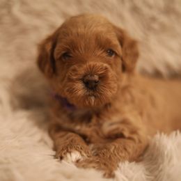 Australian Labradoodle Puppies from Majestic Labradoodles
