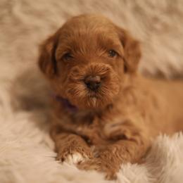 Australian Labradoodle Puppies from Majestic Labradoodles