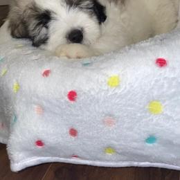 Coton de Tulear Puppies from Polar Pup Cotons