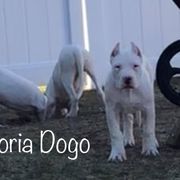 Dogo Argentino Puppies from La Historia Dogo