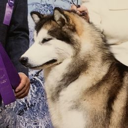 Kiwi - Alaskan Malamute