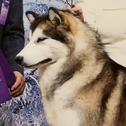 Kiwi - Alaskan Malamute