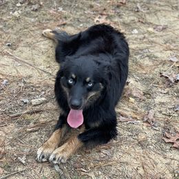 Echo - Australian Shepherd