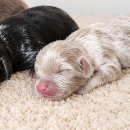 Hank - Beige male Newfoundland puppy in Bernville, Pennsylvania from Mufasa's Pride (Newfoundland breeder)
