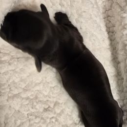 Girl 1 - Brindle male Dachshund puppy in Barre, Massachusetts from Central Mass Dachshunds