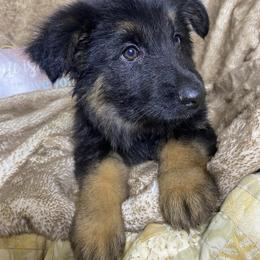 Vendetta - Black and red female German Shepherd puppy in Mc Minnville, Tennessee from Hobbs Family Shepherds