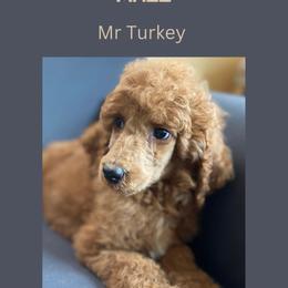 Turkey - Red  Poodle puppy in Minnesota from Ferndale Family Pups