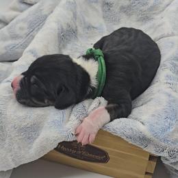 Dr. Finklestein - Mantle male Great Dane puppy in Caldwell, Idaho from Miner's Dynamic Danes