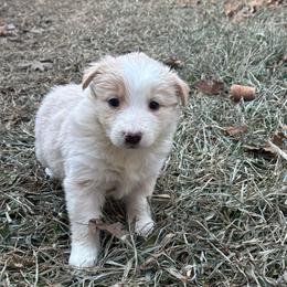 Cheesecake - White and gold female Border Collie puppy in Mckinney, Texas from Border Collies of Ruidoso
