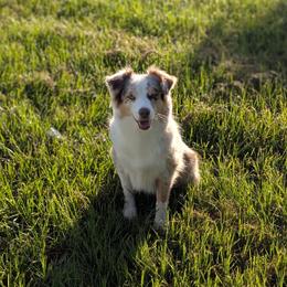 Miniature American Shepherds from Atherney
