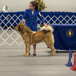 Nyima - Tibetan Mastiff