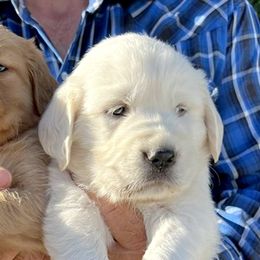 Golden Retrievers from Red Sky Ranch