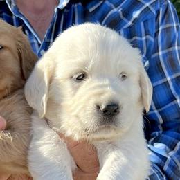 Golden Retrievers from Red Sky Ranch