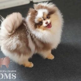 Meleys - Pomeranian