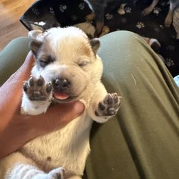 Girl 2 - Red speckled female Australian Cattle Dog puppy in Dillon, Montana from DPH Australian Cattle Dogs