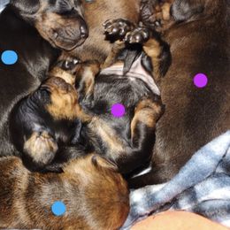 Dachshunds from Boonedox Bred2BlessU