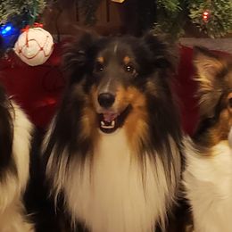 Shetland Sheepdogs from Andrew Spiegel
