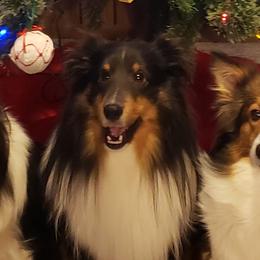 Shetland Sheepdogs from Andrew Spiegel