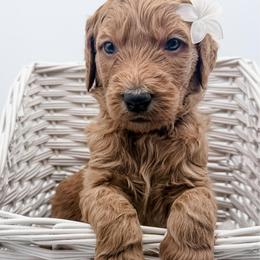 Noodle - Red  female Goldendoodle puppy in Mecklenburg County, North Carolina from Rustic Road Doodles