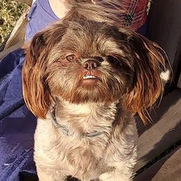 Fancy pants  - Shih Tzu