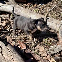 Timber - Black tan and white male Bull Terrier puppy in Springfield, Ohio from Lynn Hill Bull Terriers