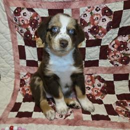 Cocoa - Red merle female Australian Shepherd puppy in Peach Bottom, Pennsylvania from Arcadia Australian Shepherds