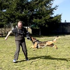 German Shepherd All Grown Up from Struenebach kennel