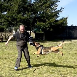German Shepherd All Grown Up from Struenebach kennel