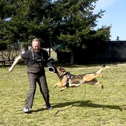 German Shepherd All Grown Up from Struenebach kennel