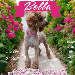 Bella - Poodle