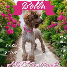 Bella - Poodle
