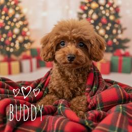 Buddy - Red male Cavapoo puppy in Warrensburg, Missouri from Supreme Doodles