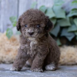 Boy 5 - male Cockapoo puppy in Seattle, Washington from Sweet Home Doodles