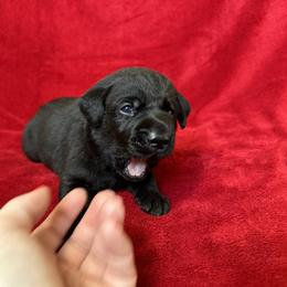Third born pup - Black male Labrador Retriever puppy in Antwerp, Ohio from Clark’s Loyal Labradors