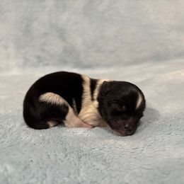 Black Parti Tri male - Black parti male Pomeranian puppy in Princeton, New Jersey from PureLove Poms.