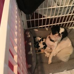 Japanese Chin Puppies from Dizzy Japanese Chin