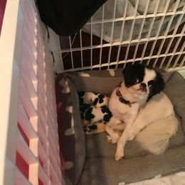 Japanese Chin Puppies from Dizzy Japanese Chin