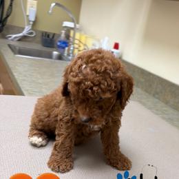 Tucker - Red  male Goldendoodle puppy in Mint Hill, North Carolina from DoodleForever