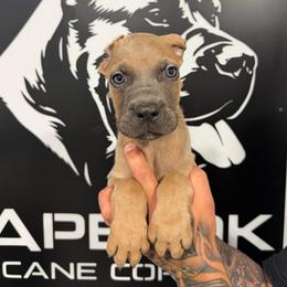 Formentino Male 2 - Gray and fawn male Cane Corso puppy in Cashion, Oklahoma from APEXOK Cane Corsos LLC